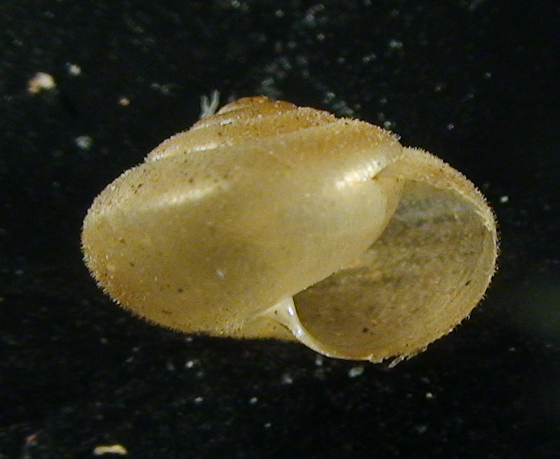 Monacha pelosa